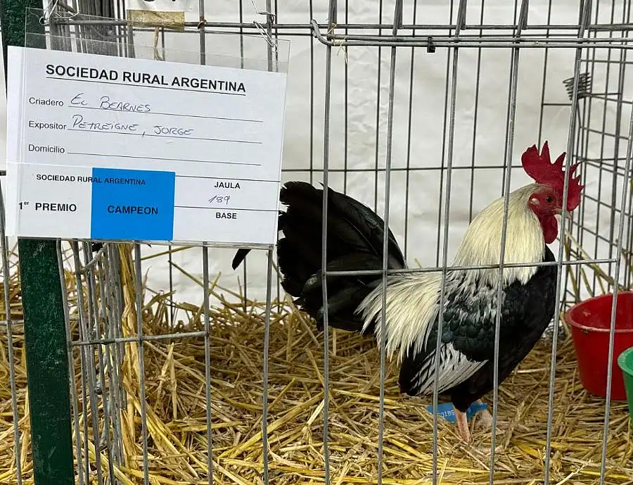 Las aves de Petreigne tuvieron cosecha de premios