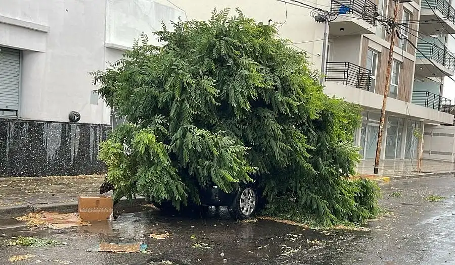Temporal: caída de árboles y voladura de techos en la ciudad