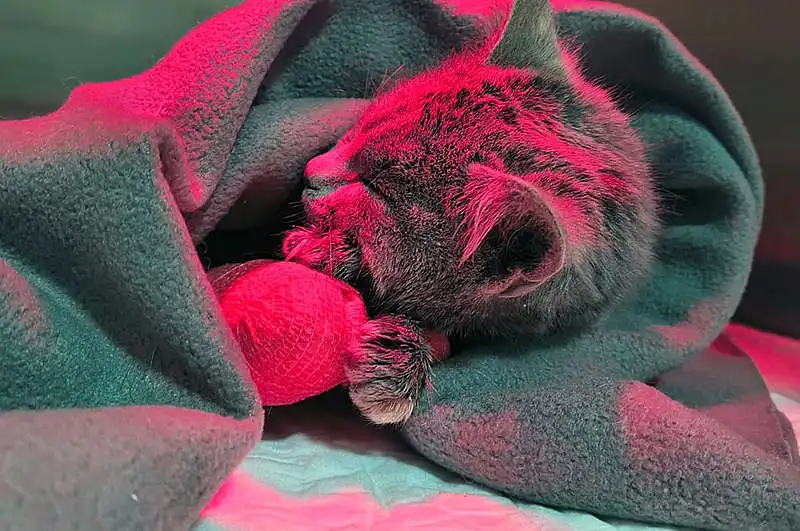 dos Tiky, el gatito del Parque Industrial que lucha por su vida y necesita ayuda
