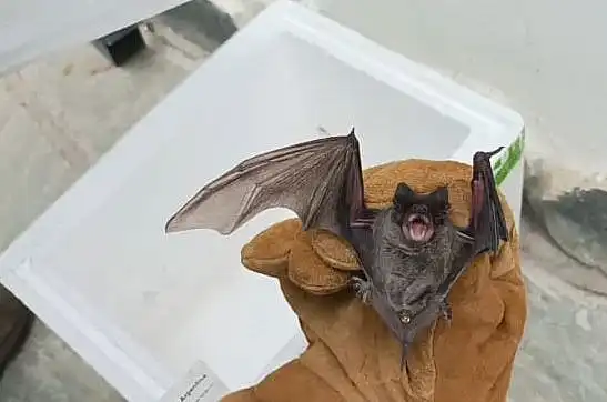 Murciélago positivo a rabia activa el anillo sanitario