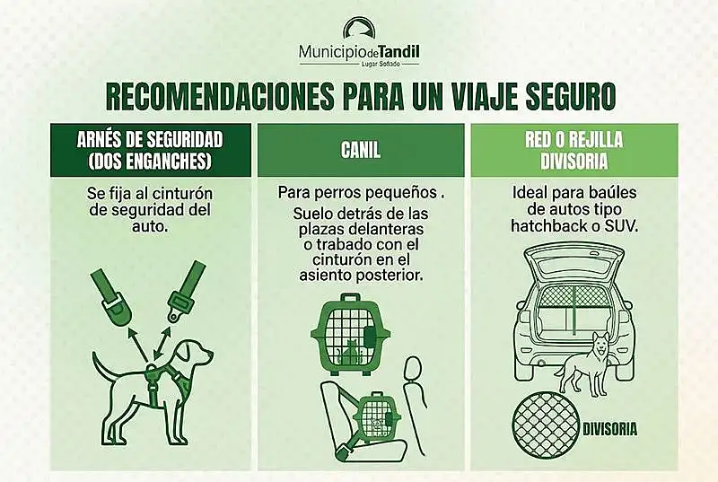 Educación vial: el Municipio difunde recomendaciones para trasladar mascotas de forma ...